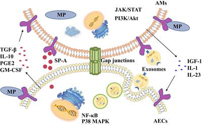 Interaction between alveolar macrophages and epithelial cells during Mycoplasma pneumoniae infection